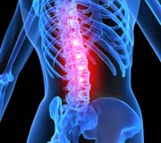 spine image